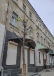 Неизвестными лицами повторно повреждены 3 клена на ул. Вольская