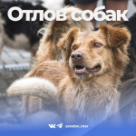 На территории города продолжаются мероприятия по отлову животных без владельцев
