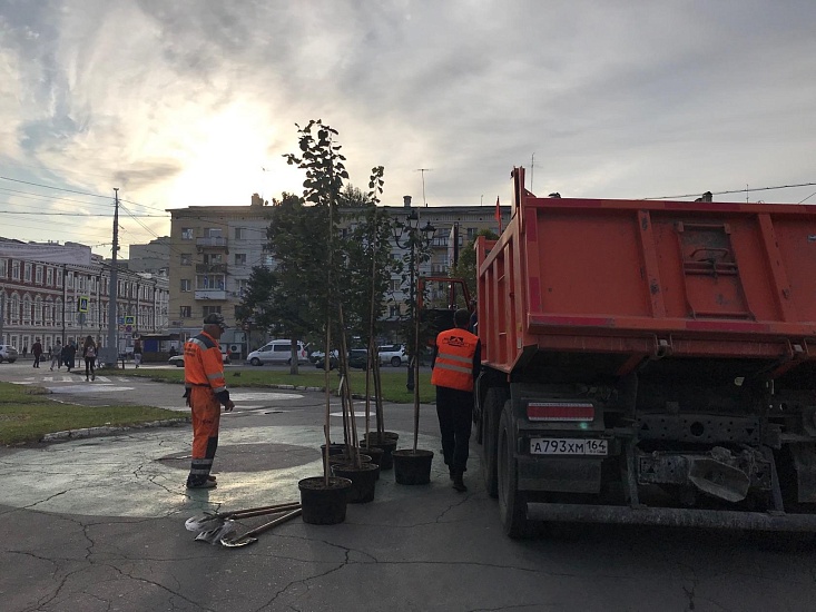 В Саратове высаживают молодые деревья