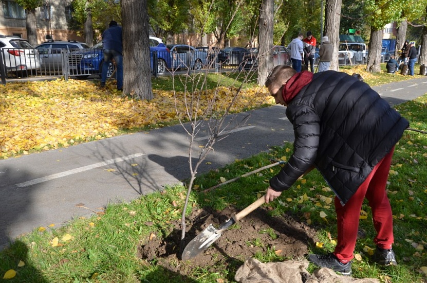 В следующем году в Саратове планируется 
высадить более 3 тысяч деревьев