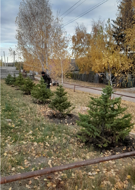 В Гагаринском районе началась осенняя 
посадка деревьев