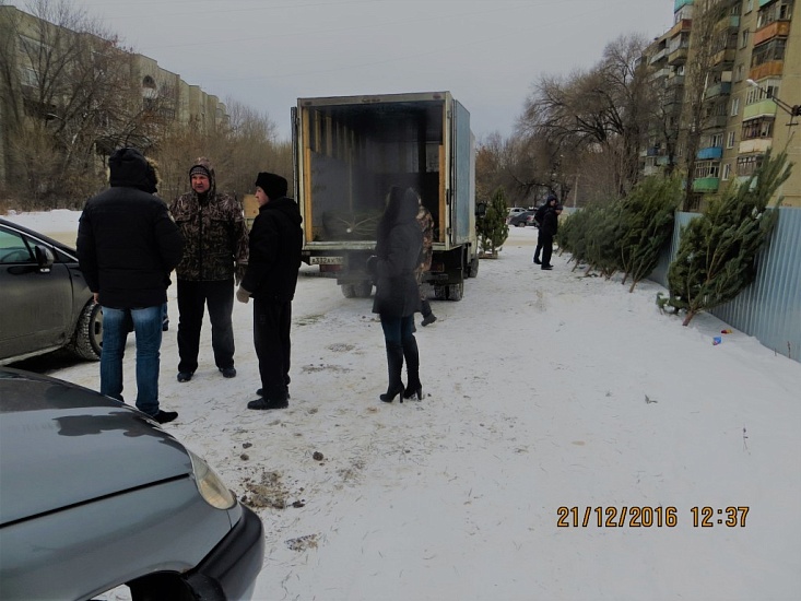 В Заводском районе елками торговали незаконно