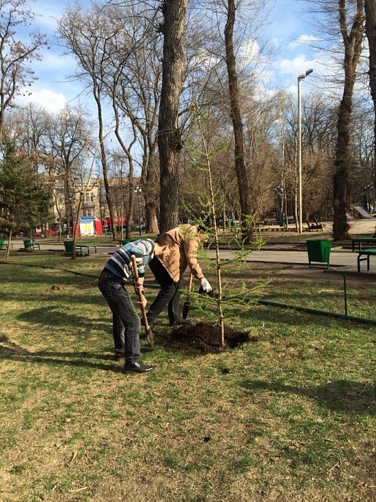 В «Липках» высадили новые деревья