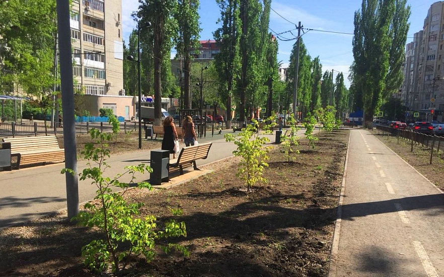 На бульваре Рахова появились молодые липы