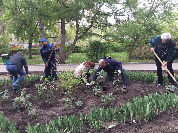 В дендрарии Городского парка высадили 
розы