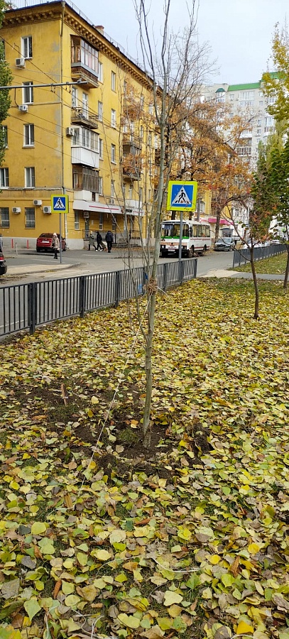 Во Фрунзенском районе продолжаются мероприятия 
по высадке деревьев