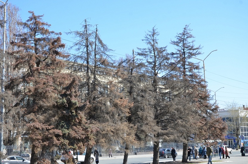 На Театральной площади высадят молодые 
ели
