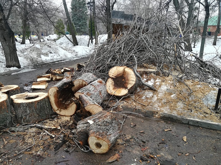 «Зеленая комиссия» рассмотрит вопрос сноса 
аварийных и обрезки здоровых деревьев в саду «Липки»