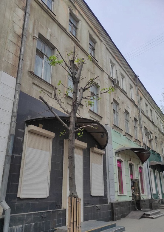 Неизвестными лицами повторно повреждены 3 клена на ул. Вольская