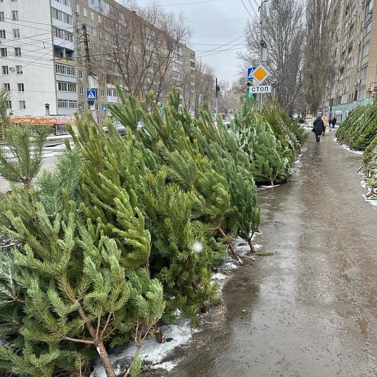 В Заводском районе выявили факты несанкционированной 
торговли елками