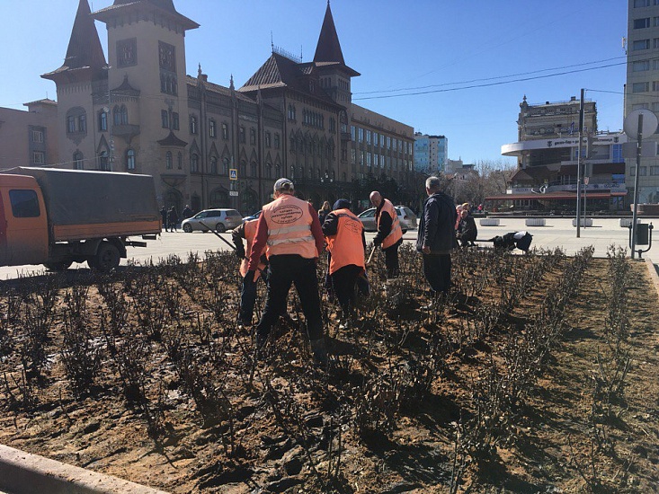Розы на городских клумбах освобождают 
от зимнего укрытия