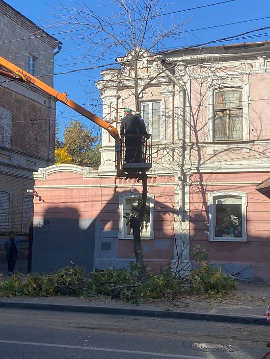 В Саратове продолжаются подготовительные 
работы по замене возрастных насаждений