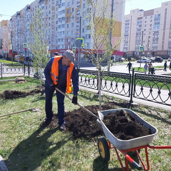 В городе продолжается весенняя высадка 
деревьев