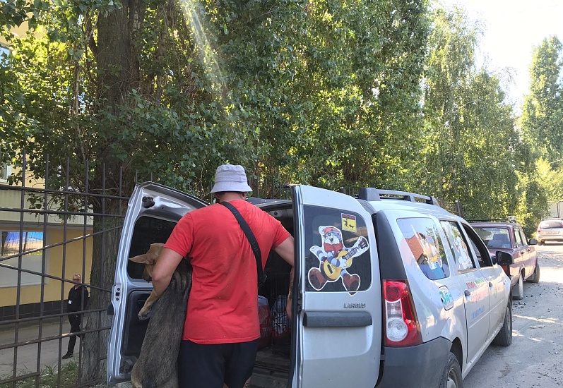 Во Фрунзенском районе продолжается отлов 
безнадзорных животных