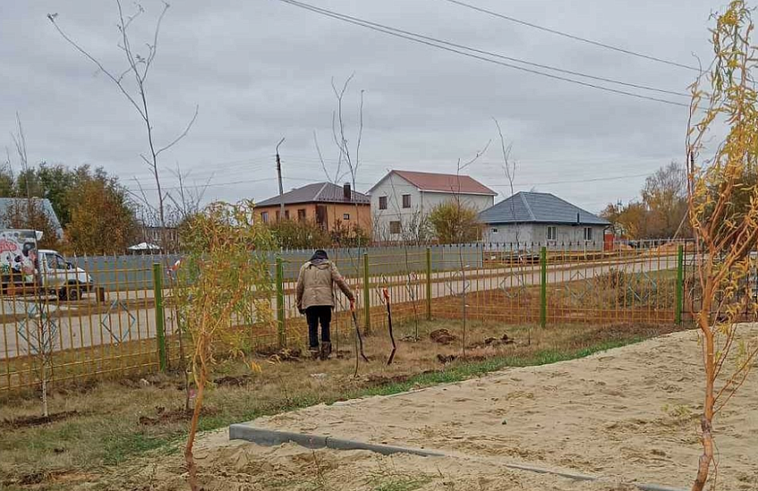 В Гагаринском административном районе 
продолжается осенняя высадка деревьев