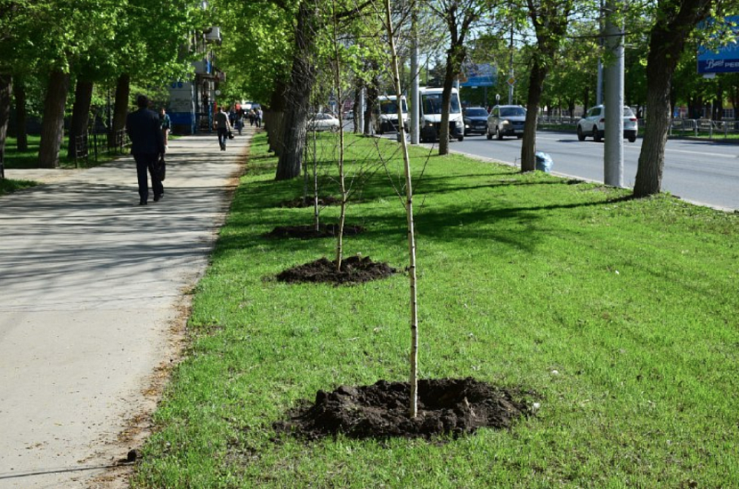 В городе продолжается весенняя высадка 
деревьев