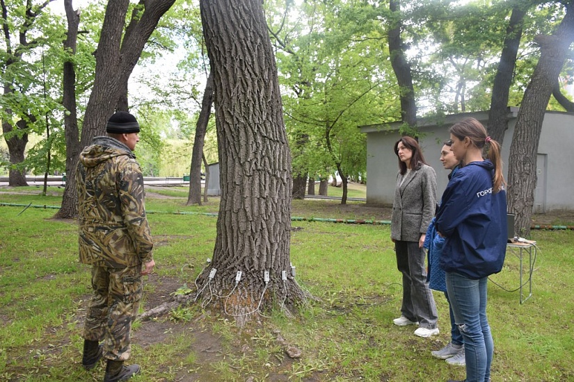В городском парке ведется обследование 
зеленых насаждений