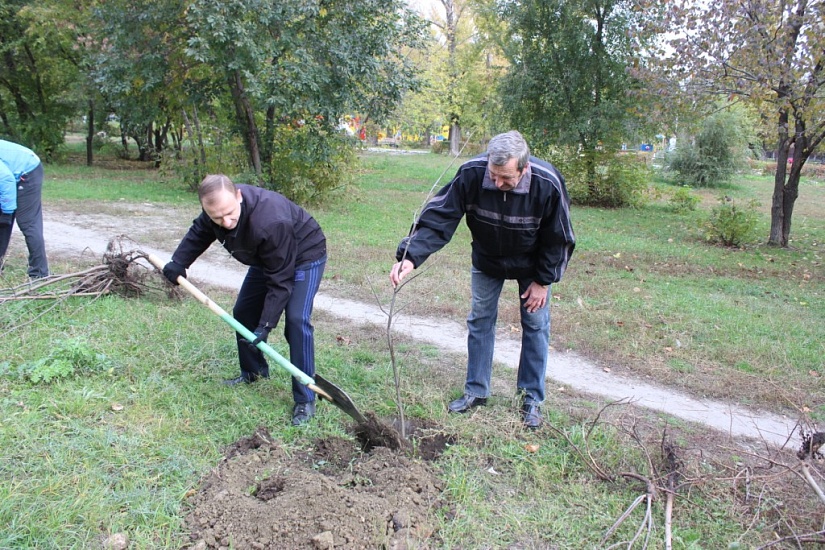В рамках общегородского субботника в Заводском 
районе высажено 100 саженцев деревьев