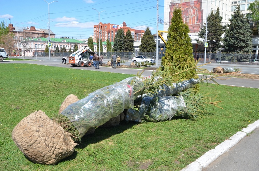 На Театральной площади высаживают молодые 
ели