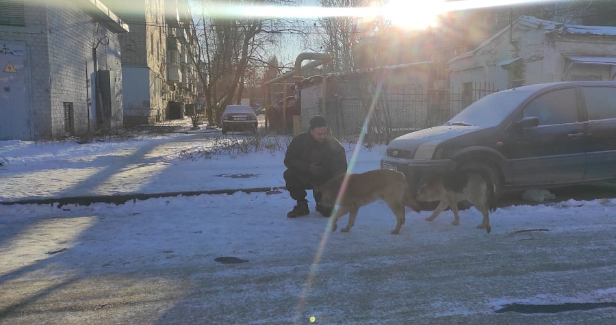 В Волжском районе продолжаются мероприятия 
по отлову животных без владельцев