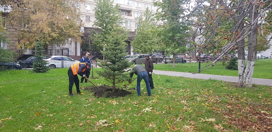 Во Фрунзенском районе продолжаются мероприятия 
по высадке крупномерных саженцев