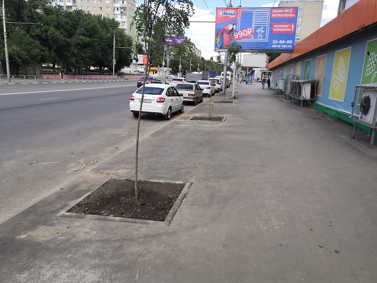 На новом тротуаре на ул. Чернышевского 
высажено 12 молодых саженцев