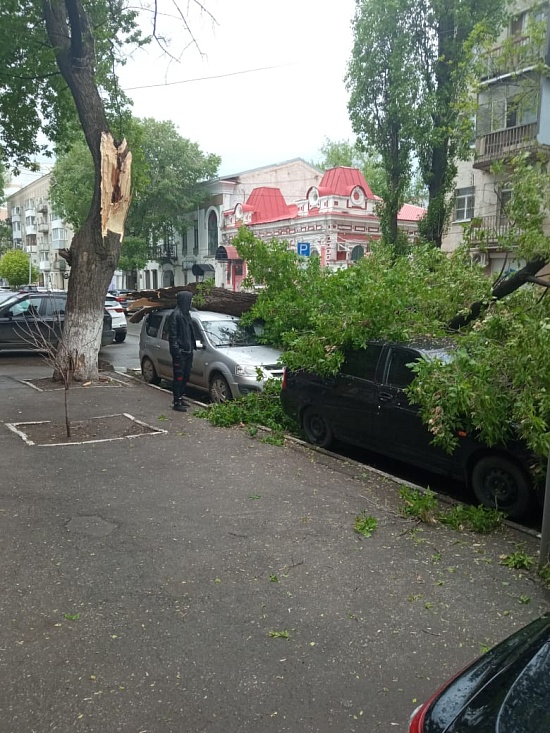 Аварийное дерево повредило несколько автомобилей